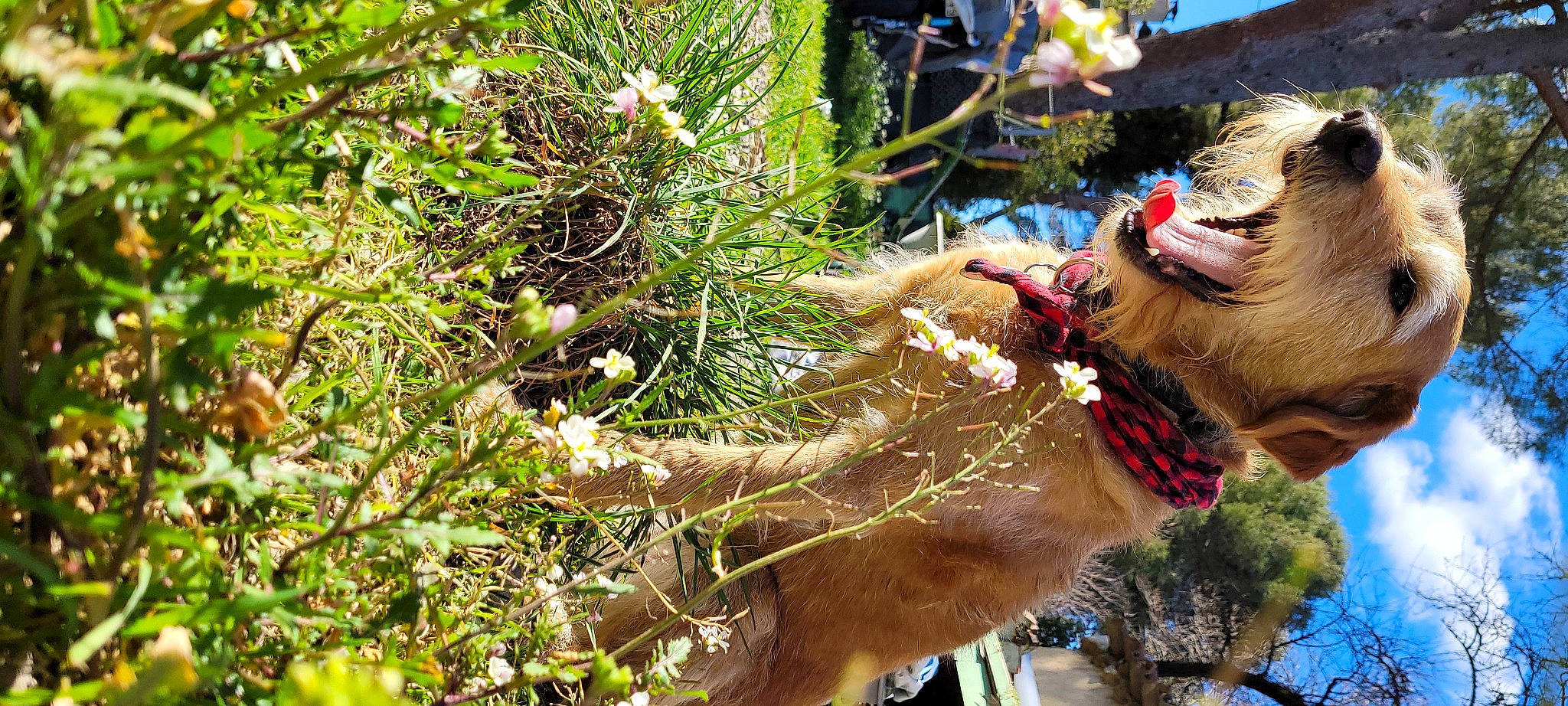 Bonny participe au concours pour gagner de l'argent avec cette photo : adventure, fawn, fur, grass, happy, jungle, landscape, lawn_ornament, leisure, people_in_nature, plant, plant_community, recreation, shrub, terrestrial_animal, terrestrial_plant, tree, trunk, twig, wildlife
