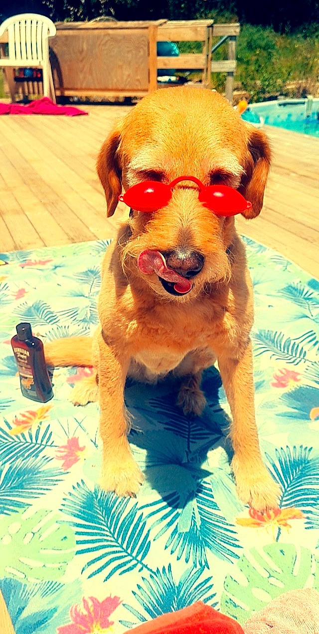 Bonny a rejoint le concours — aidez-le/la à gagner de superbes lots ! blue, bottle, canidae, carnivore, companion_dog, dog, dog_breed, dog_clothes, fawn, flooring, fur, green, happy, smile, snout, sporting_group, stuffed_toy, toy, wood, working_animal