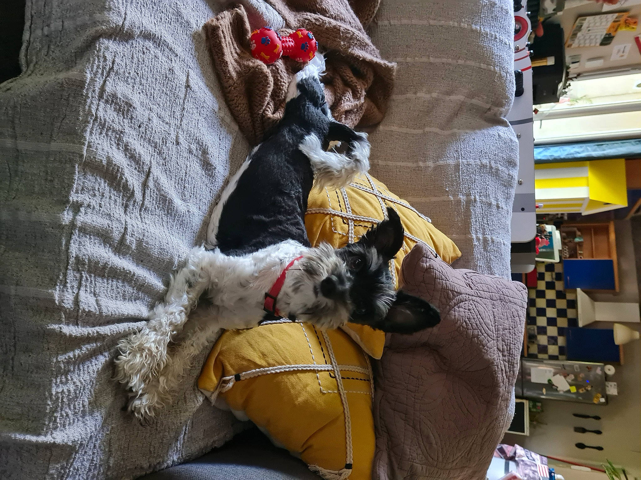 Pooky a rejoint le concours — aidez-le/la à gagner de superbes lots ! canidae, carmine, carnivore, comfort, companion_dog, couch, dog, dog_breed, fawn, felidae, fur, hat, linens, room, sitting, small_to_medium_sized_cats, sporting_group, stuffed_toy, tail, toy