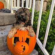 Kona joined the competition — help win amazing prizes! animal, autumn, carved_pumpkin, collar, curious, cute, daylight, decor, dog, fall, fur, greenery, holiday, nature, outdoor, pet, pet_accessory, pumpkin, puppy, steps