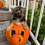 animal, autumn, carved_pumpkin, collar, curious, cute, daylight, decor, dog, fall, fur, greenery, holiday, nature, outdoor, pet, pet_accessory, pumpkin, puppy, steps