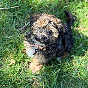 Kona is registered to the contest to win money with this photo: puppy, dog, grass, outdoor, pet, cute, collar, fur, small, animal, nature, sunlight, young, adorable, looking_up, playful, fluffy, canine, summer, daylight