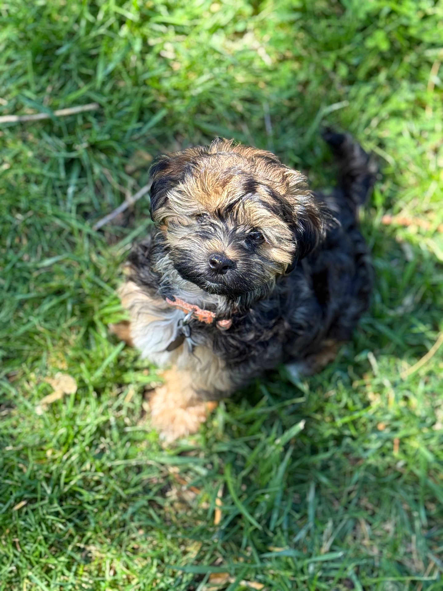 Kona