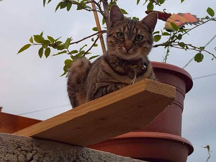 Eitchy a rejoint le concours — aidez-le/la à gagner de superbes lots ! aegean_cat, asian, bengal, california_spangled, carnivore, cat, domestic_short_haired_cat, dragon_li, european_shorthair, felidae, kitten, ocicat, pixie_bob, plant, small_to_medium_sized_cats, sokoke, tabby_cat, toyger, tree, whiskers