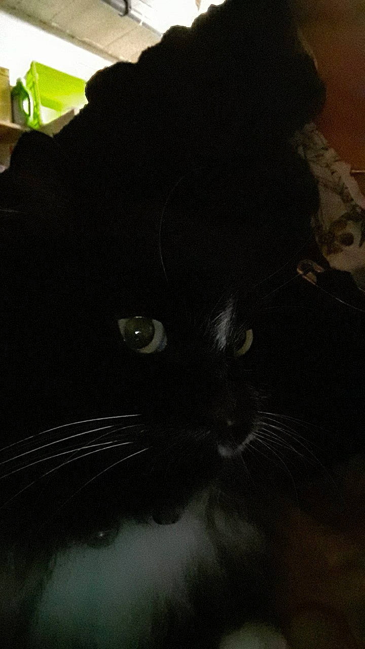 Nooth a rejoint le concours — aidez-le/la à gagner de superbes lots ! black, black_cat, black_hair, carnivore, cat, cloud, felidae, photography, sky, small_to_medium_sized_cats, whiskers