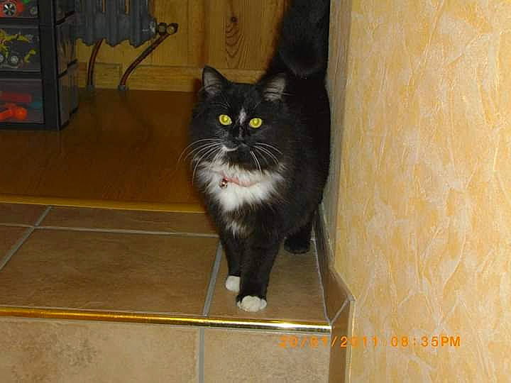 Nooth a rejoint le concours — aidez-le/la à gagner de superbes lots ! black_cat, british_semi_longhair, carnivore, cat, cymric, domestic_long_haired_cat, domestic_short_haired_cat, european_shorthair, felidae, floor, kurilian_bobtail, mammal, norwegian_forest_cat, polydactyl_cat, room, small_to_medium_sized_cats, snout, tail, tile, whiskers