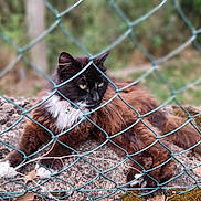Nooth a rejoint le concours — aidez-le/la à gagner de superbes lots ! cat, fence, outdoor, animal, fur, tuxedo_cat, resting, nature, green, wire_fence, blurred_background, whiskers, collar, pet, mammal, closeup, eyes, texture, ground, leaf