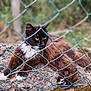 cat, fence, outdoor, animal, fur, tuxedo_cat, resting, nature, green, wire_fence, blurred_background, whiskers, collar, pet, mammal, closeup, eyes, texture, ground, leaf