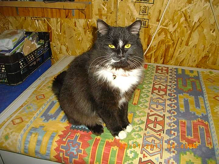 Nooth participe au concours pour gagner de l'argent avec cette photo : asian, asian_semi_longhair, british_semi_longhair, carnivore, cat, cymric, domestic_long_haired_cat, domestic_short_haired_cat, european_shorthair, felidae, maine_coon, mammal, norwegian_forest_cat, persian, small_to_medium_sized_cats, snout, vertebrate, whiskers