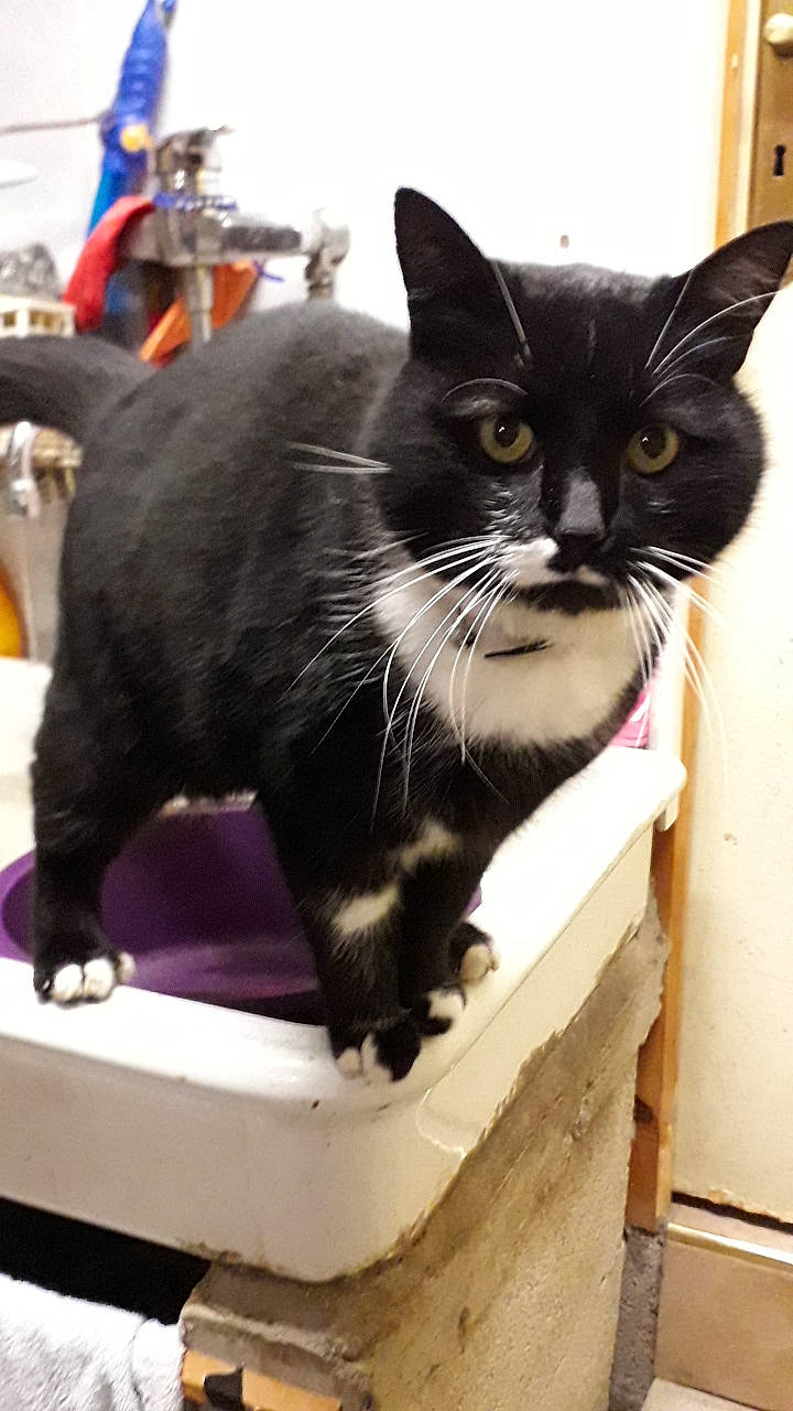 Netty a rejoint le concours — aidez-le/la à gagner de superbes lots ! asian, black_cat, carnivore, cat, domestic_short_haired_cat, european_shorthair, felidae, kitten, mammal, polydactyl_cat, small_to_medium_sized_cats, whiskers