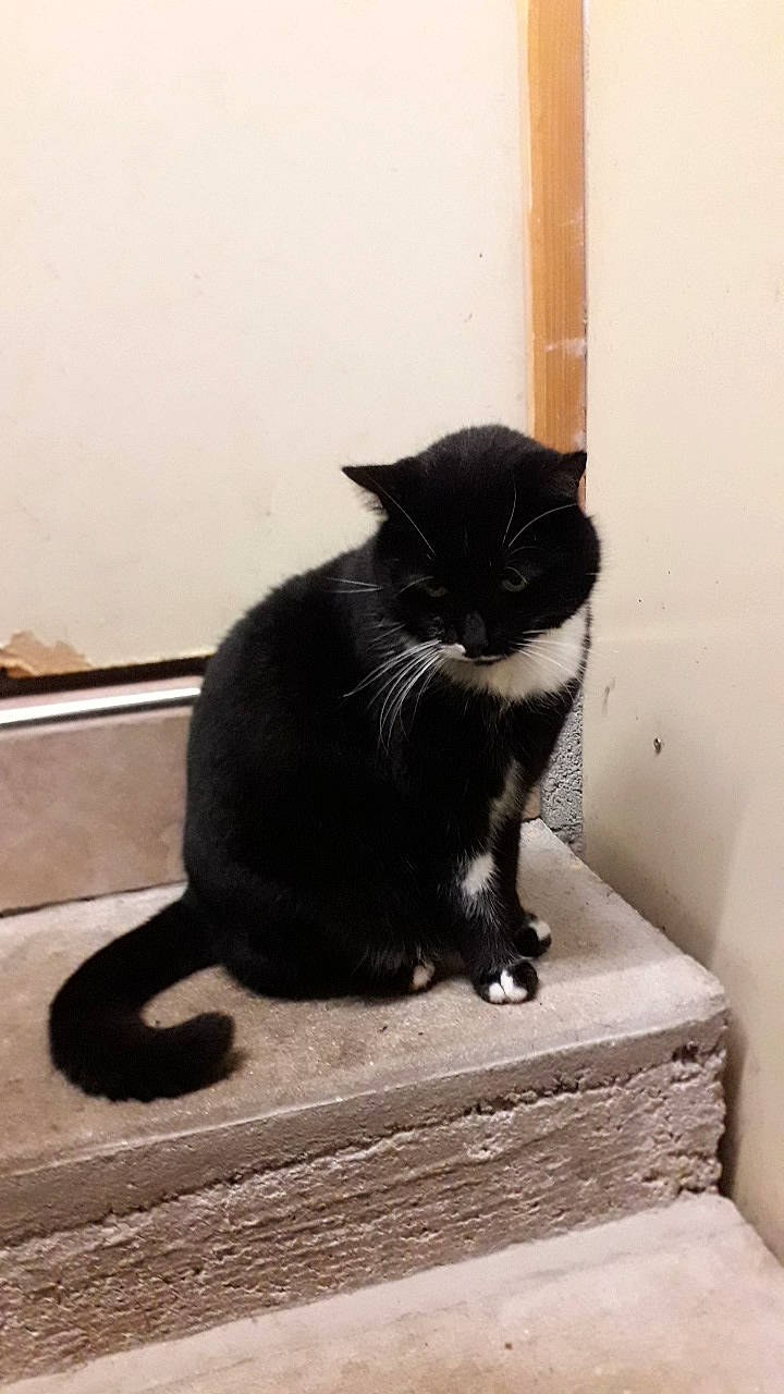 Netty a rejoint le concours — aidez-le/la à gagner de superbes lots ! asian, black_cat, bombay, carnivore, cat, domestic_short_haired_cat, european_shorthair, felidae, mammal, polydactyl_cat, small_to_medium_sized_cats, snout, tail, whiskers