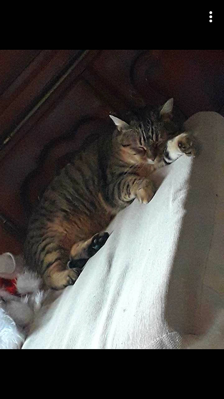 Louna a rejoint le concours — aidez-le/la à gagner de superbes lots ! asian, carnivore, cat, domestic_short_haired_cat, dragon_li, european_shorthair, felidae, fur, kitten, mammal, nap, norwegian_forest_cat, paw, small_to_medium_sized_cats, tabby_cat, tail, whiskers