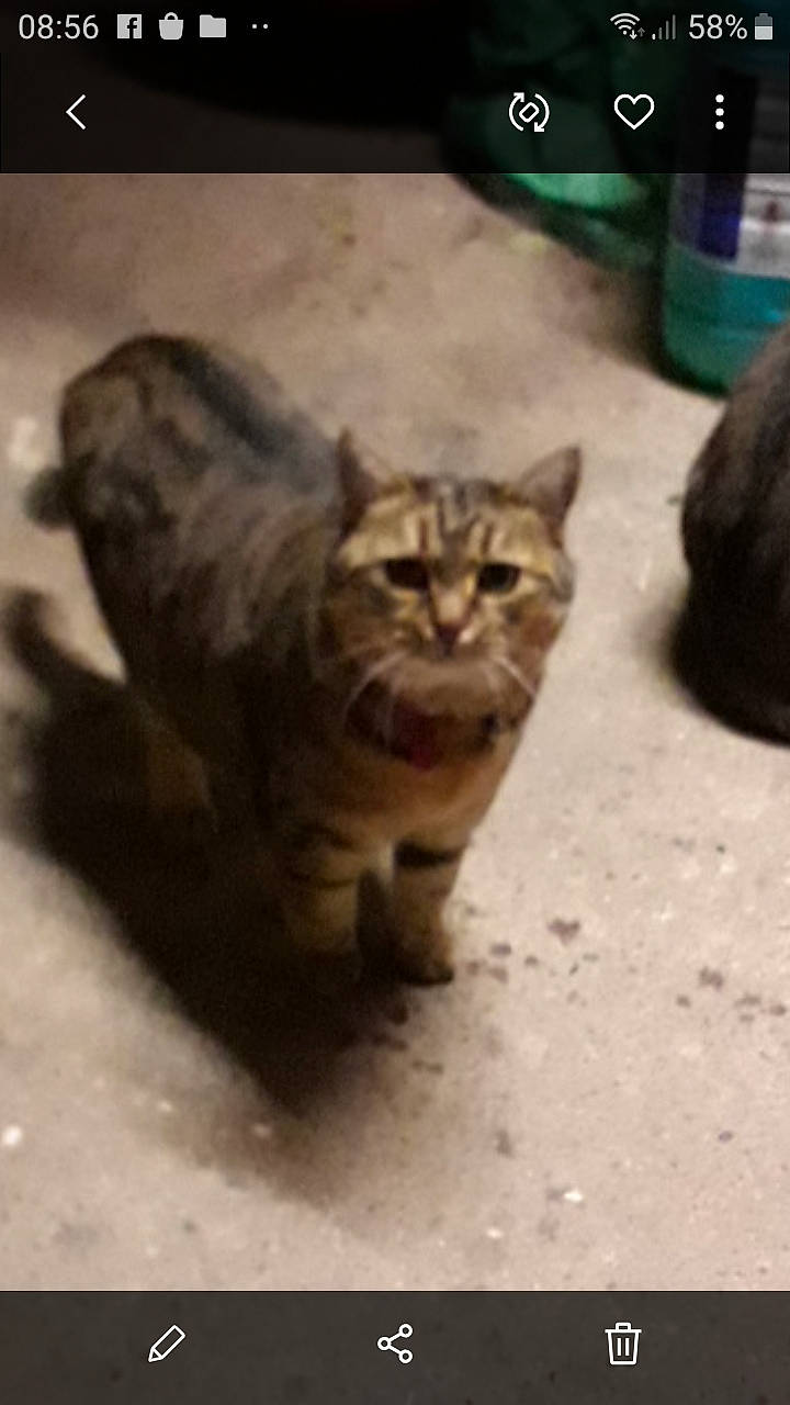 Louna a rejoint le concours — aidez-le/la à gagner de superbes lots ! aegean_cat, asian, carnivore, cat, domestic_short_haired_cat, dragon_li, european_shorthair, fawn, felidae, kitten, mammal, nose, organism, photo_caption, photography, small_to_medium_sized_cats, tabby_cat, tail, whiskers, wild_cat