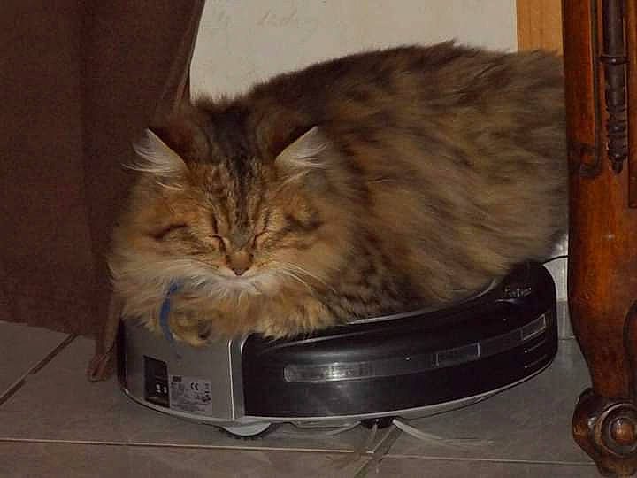 Kyopta participe au concours pour gagner de l'argent avec cette photo : asian_semi_longhair, carnivore, cat, domestic_long_haired_cat, domestic_short_haired_cat, felidae, fur, kitten, maine_coon, mammal, norwegian_forest_cat, persian, siberian, small_to_medium_sized_cats, vertebrate, whiskers