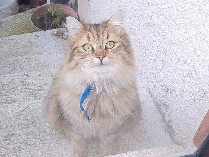 Kyopta a rejoint le concours — aidez-le/la à gagner de superbes lots ! aegean_cat, asian_semi_longhair, british_longhair, british_semi_longhair, carnivore, cat, cymric, domestic_long_haired_cat, fawn, felidae, kitten, maine_coon, mammal, norwegian_forest_cat, persian, ragamuffin, siberian, small_to_medium_sized_cats, vertebrate, whiskers