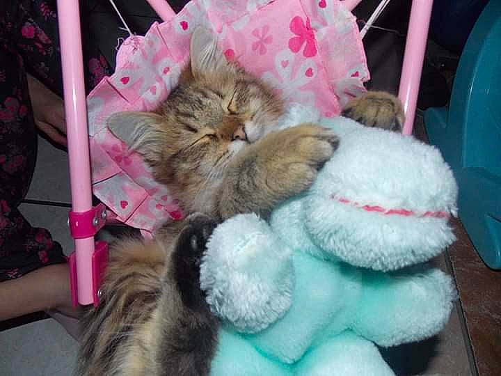 Kyopta participe au concours pour gagner de l'argent avec cette photo : american_curl, british_longhair, carnivore, cat, fawn, felidae, fur, kitten, persian, plush, small_to_medium_sized_cats, stuffed_toy, whiskers