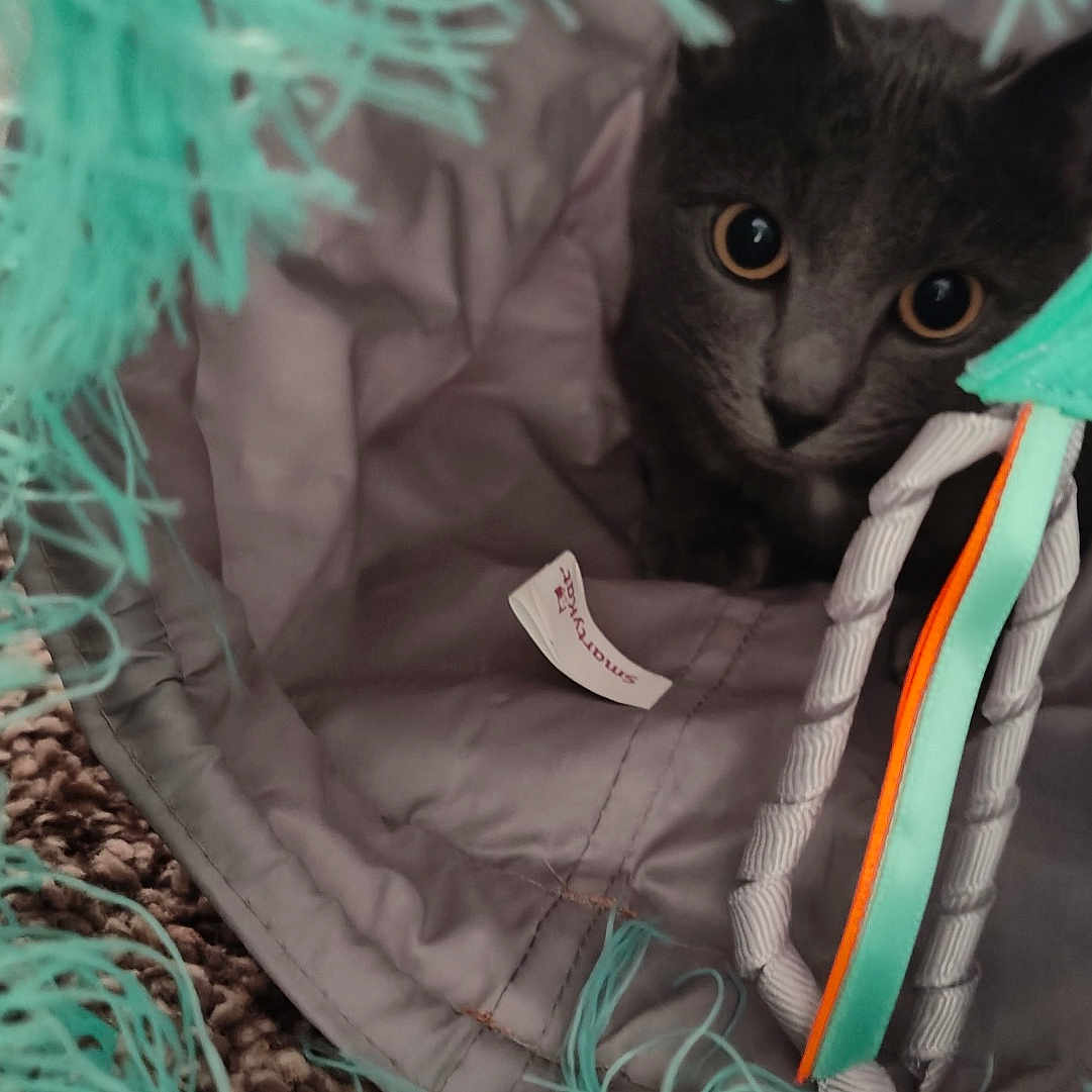 Rain joined the competition — help win amazing prizes! abyssinian, animal, architecture, blanket, building, canine, cat, clothing, coat, den, furniture, hood, indoors, jacket, kitten, laundry, manx, outdoors, pet, shelter