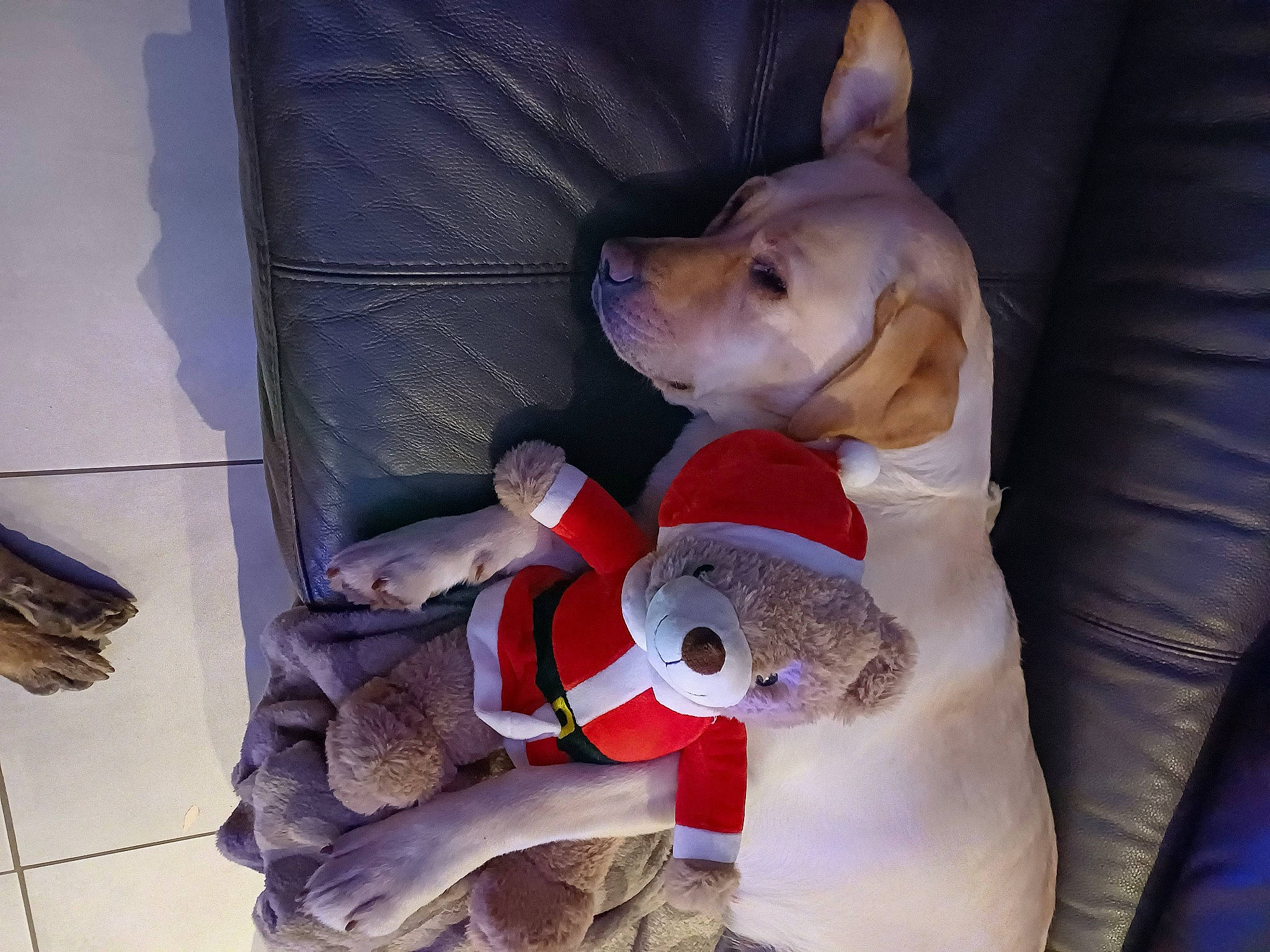 Saya a rejoint le concours — aidez-le/la à gagner de superbes lots ! canidae, carmine, carnivore, comfort, companion_dog, dog, dog_breed, dog_supply, dog_toy, fawn, football, pet_supply, plush, snout, sporting_group, stuffed_toy, tail, toy, toy_dog, working_animal