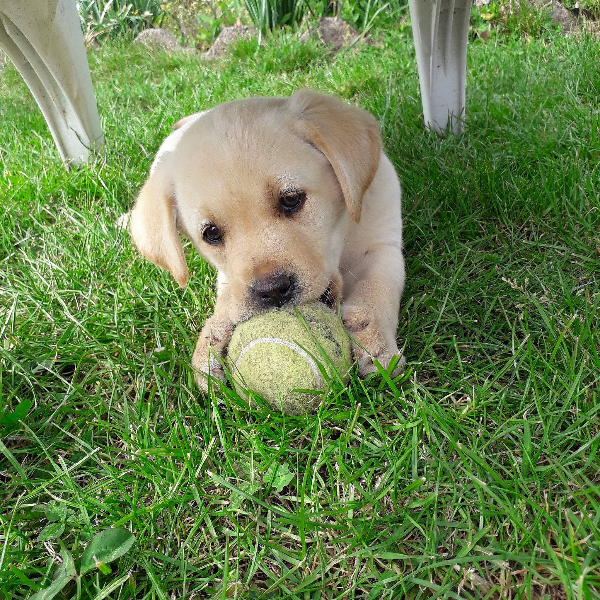 Saya participe au concours pour gagner de l'argent avec cette photo : ball, carnivore, companion_dog, dog, dog_breed, dog_collar, dog_toy, football, grass, lawn, plant, retriever, soccer_ball, sporting_group, sports_equipment, tail, tennis_ball, wood, working_animal, yard