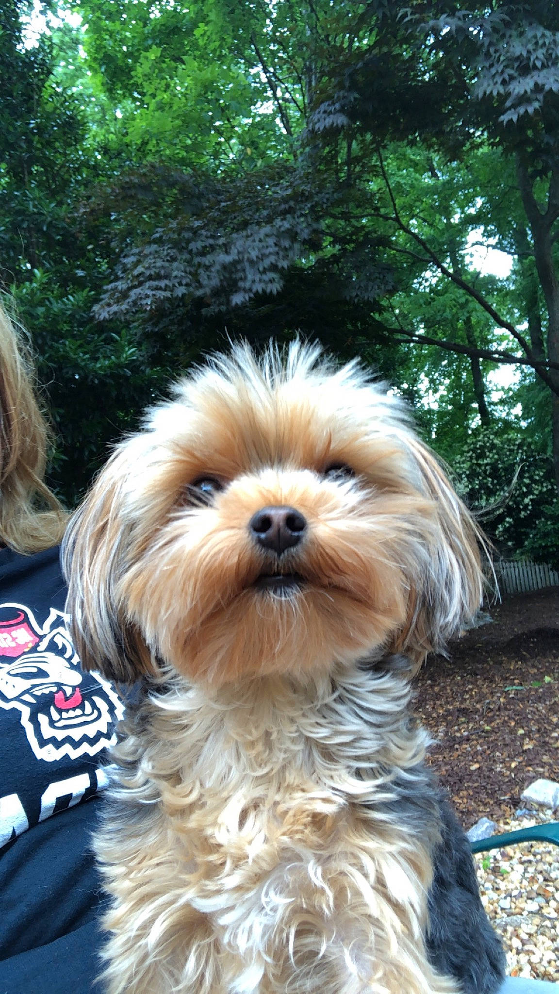 Madi is registered to the contest to win money with this photo: canidae, carnivore, companion_dog, dog, dog_breed, fawn, fur, grass, liver, non_sporting_group, plant, small_terrier, snout, sporting_group, terrestrial_animal, terrier, toy_dog, tree, vertebrate, working_animal