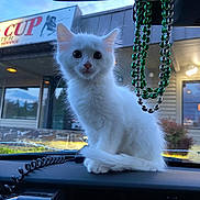 Squid is registered to the contest to win money with this photo: animal, beads, building, car_interior, curious, cute, dashboard, daylight, fluffy, kitten, outdoor, pet, portrait, reflection, service_center, sign, sitting, small, white_cat, window