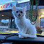 animal, beads, building, car_interior, curious, cute, dashboard, daylight, fluffy, kitten, outdoor, pet, portrait, reflection, service_center, sign, sitting, small, white_cat, window