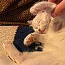 Squid is registered to the contest to win money with this photo: animal, blanket, cat, close_up, cozy, cute, domestic_animal, fur, hand, indoor, kitten, paw, pet, pink_nose, relaxing, resting, sleeping, soft, whiskers, white_fur