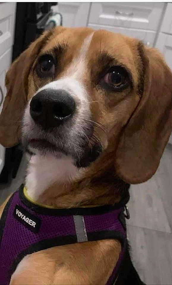 Quinn joined the competition — help win amazing prizes! beagle, beaglier, canidae, carnivore, collar, companion_dog, dog, dog_breed, dog_collar, dog_supply, fur, leash, mammal, pet_supply, scent_hound, snout, sporting_group, vertebrate, whiskers, working_animal