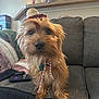 dog, small_dog, sombrero, hat, couch, living_room, remote_control, blanket, curious, pet, indoor, furniture, decor, cozy, brown_dog, fur, canine, domestic_animal, cute, companion