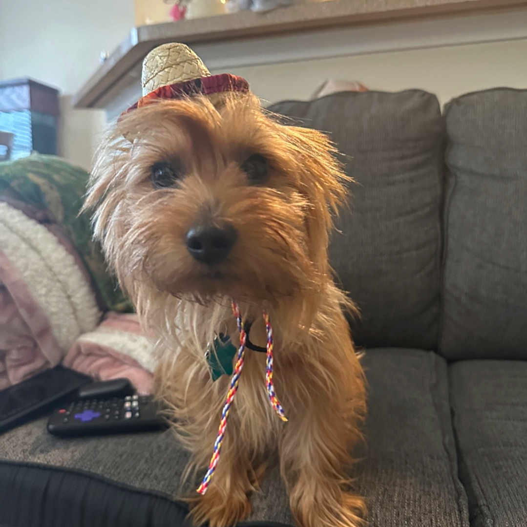 Kurt Ruffles is registered to the contest to win money with this photo: blanket, brown_dog, canine, companion, couch, cozy, curious, cute, decor, dog, domestic_animal, fur, furniture, hat, indoor, living_room, pet, remote_control, small_dog, sombrero