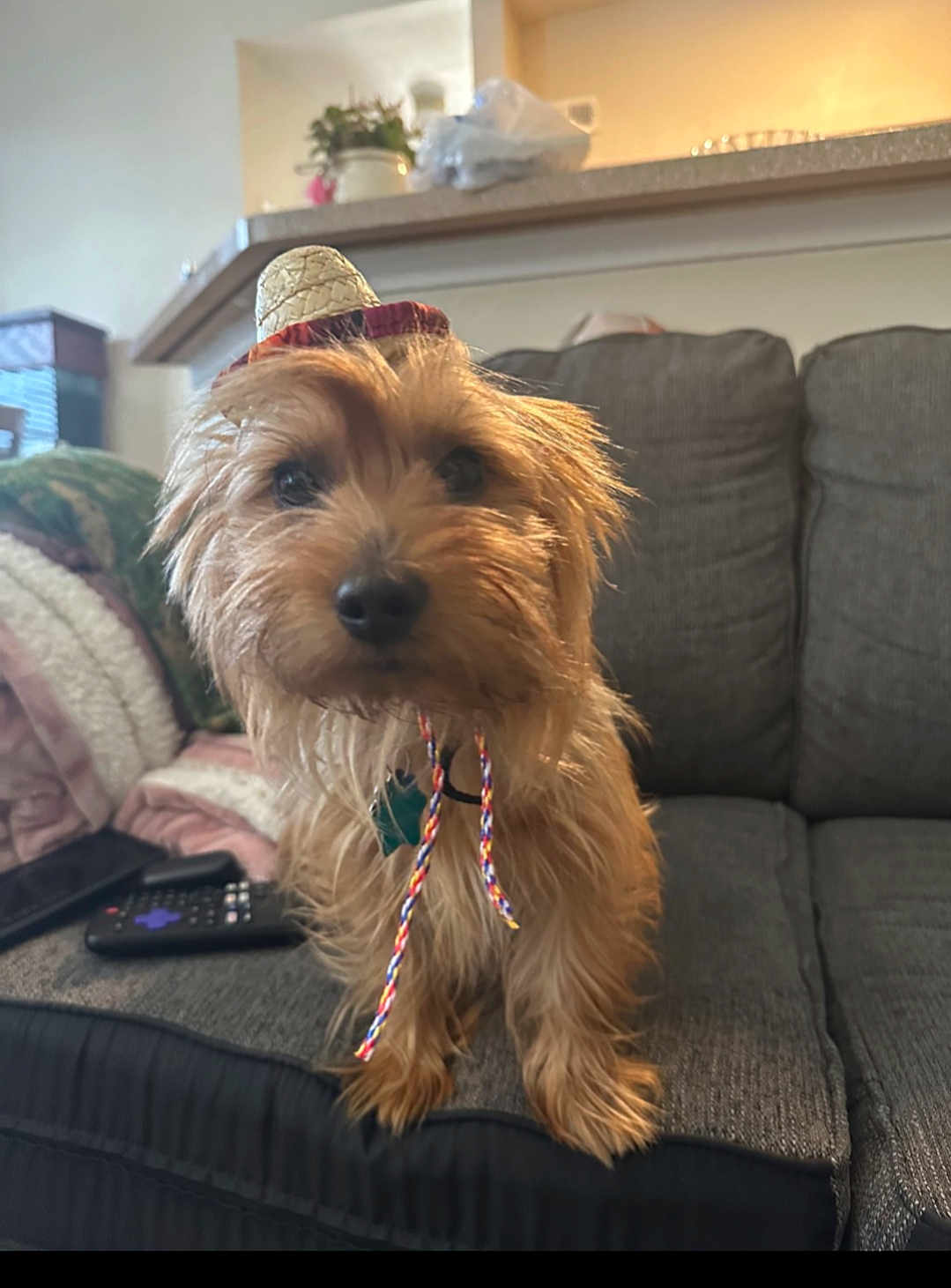 Kurt Ruffles is registered to the contest to win money with this photo: dog, small_dog, sombrero, hat, couch, living_room, remote_control, blanket, curious, pet, indoor, furniture, decor, cozy, brown_dog, fur, canine, domestic_animal, cute, companion