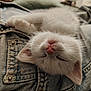 animal, button, close_up, cozy, cute, denim_jacket, fur, indoor, kitten, nap, pet, pink_nose, relaxation, rest, sleeping, soft_light, texture, whiskers, white_fur, young_cat