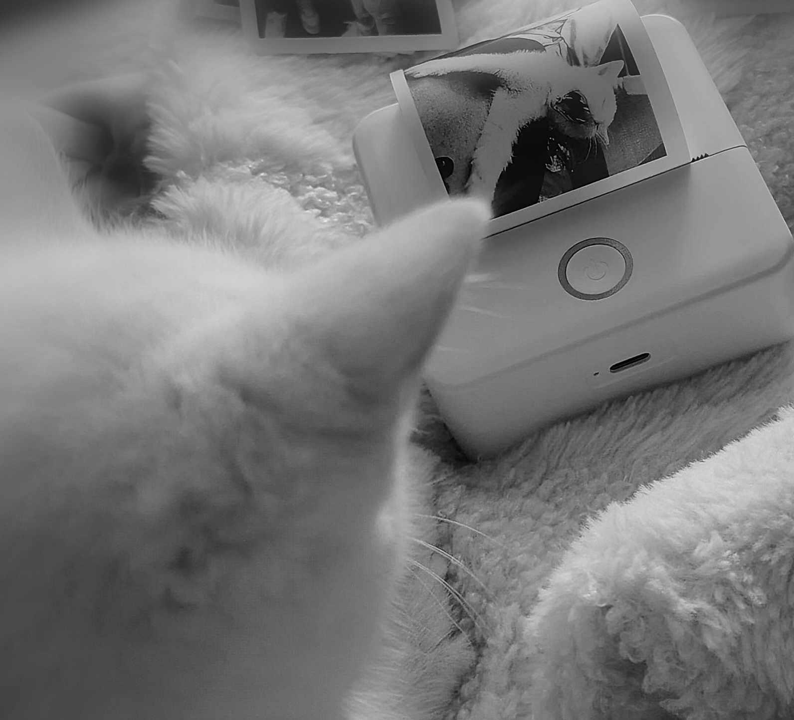 Coco a rejoint le concours — aidez-le/la à gagner de superbes lots ! animal, back_of_head, black_and_white, blanket, cat, closeup, cozy, curious, feline, furry, home, indoor, pet, photography, printed_photo, printer, relaxation, soft_texture, technology, white_cat