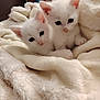 animal, blanket, cat, cozy, cute, ears, face, fluffy, fur, indoor, kitten, pets, sleepy, small, snuggle, soft, two_animals, whiskers, white_fur, young