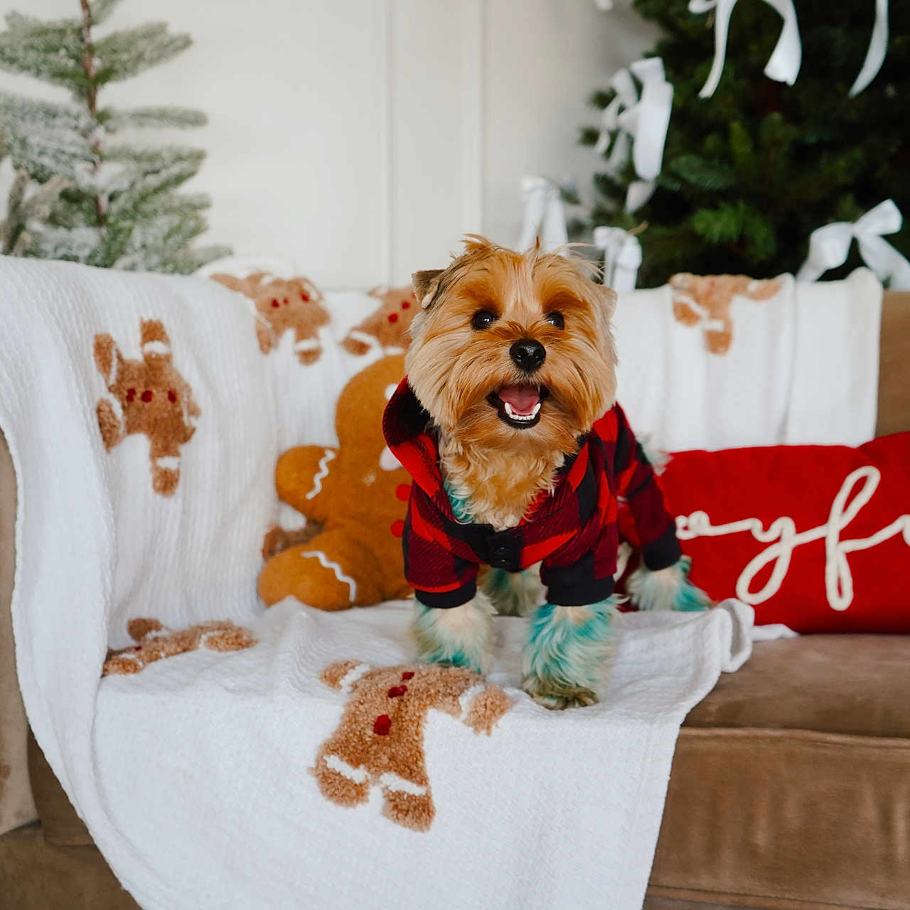 Chip joined the competition — help win amazing prizes! animal, architecture, building, canine, chair, clothing, couch, cushion, dog, furniture, glove, homedecor, indoors, interiordesign, livingroom, pet, pillow, puppy, room, terrier