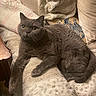 cat, gray_cat, pet, indoor, cozy, blanket, pillow, furniture, curious, relaxed, fur, whiskers, animal, mammal, domestic_animal, home, resting, cute, soft, companion