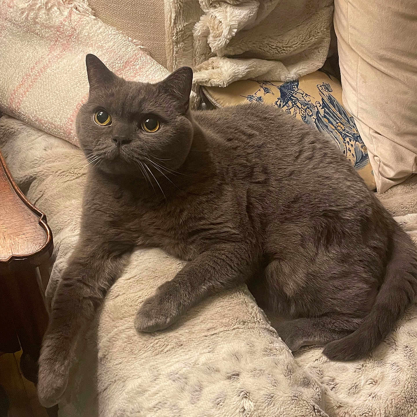 Blue is registered to the contest to win money with this photo: cat, gray_cat, pet, indoor, cozy, blanket, pillow, furniture, curious, relaxed, fur, whiskers, animal, mammal, domestic_animal, home, resting, cute, soft, companion