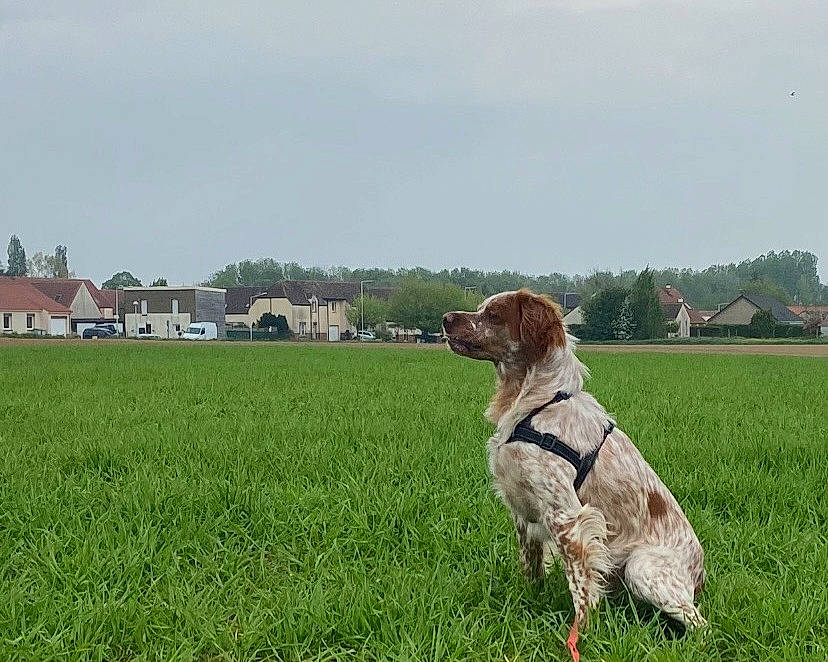 Togo a rejoint le concours — aidez-le/la à gagner de superbes lots ! carnivore, cloud, collar, companion_dog, dog, dog_breed, dog_collar, dog_sports, fawn, grass, grassland, gun_dog, leash, liver, pasture, pet_supply, plant, retriever, sky, tree