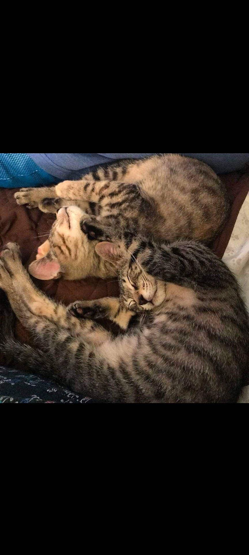 Arya is registered to the contest to win money with this photo: bengal_tiger, big_cats, carnivore, cat, cat_bed, cloud, comfort, domestic_short_haired_cat, eye, felidae, fur, leopard, siberian_tiger, sky, small_to_medium_sized_cats, snout, tail, terrestrial_animal, whiskers, wildlife