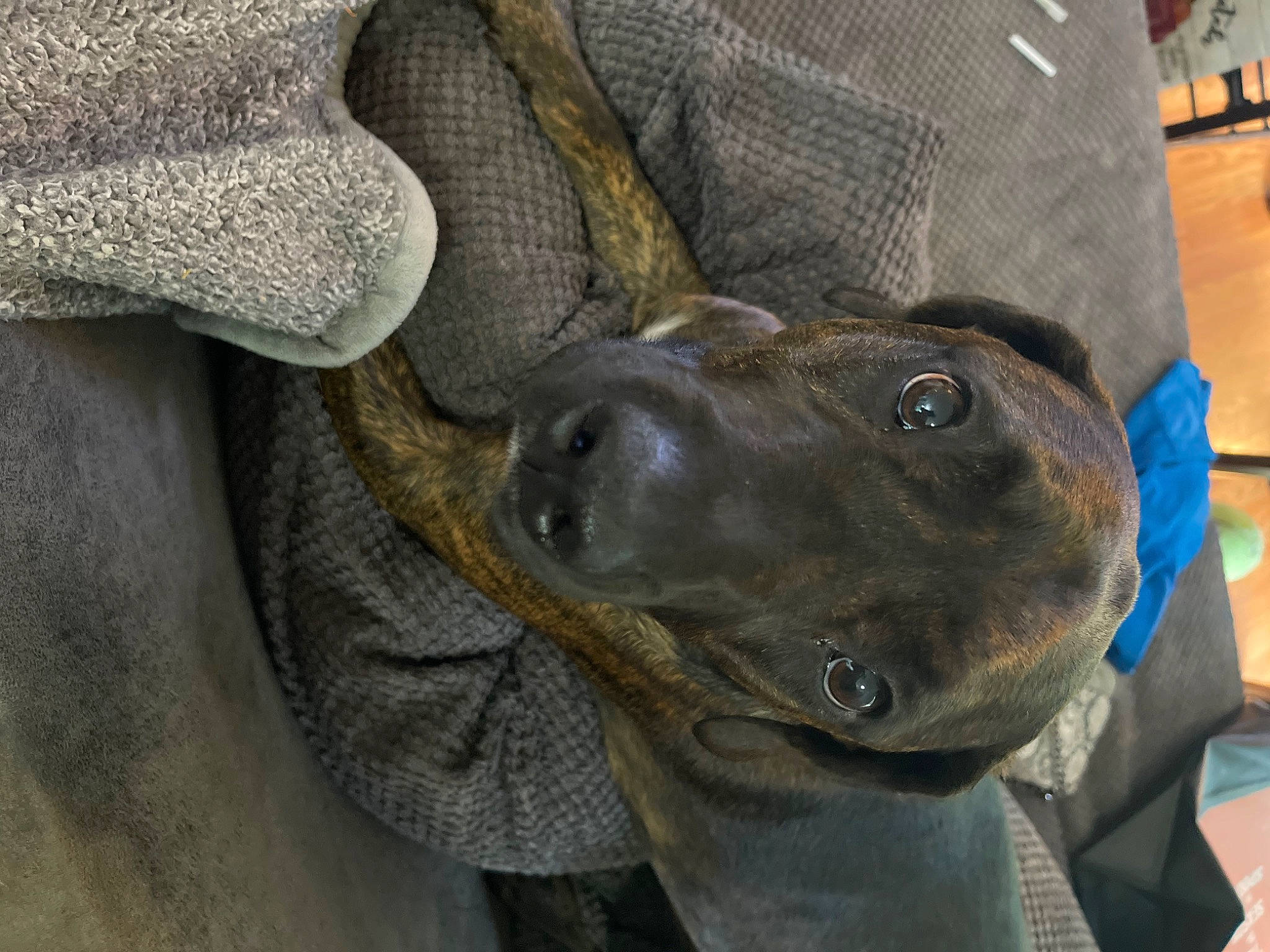 Ghost is registered to the contest to win money with this photo: canidae, carnivore, comfort, companion_dog, dog, dog_breed, ear, fawn, fur, grey, guard_dog, liver, non_sporting_group, snout, sporting_group, whiskers, working_animal