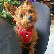 Gaston participe au concours pour gagner de l'argent avec cette photo : dog, small_dog, red_harness, chair, christmas_tree, ornaments, indoor, pet, curious, brown_fur, ears_up, holiday, decorations, furniture, cute, animal, domestic_animal, house, table, companion