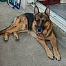 dog, german_shepherd, pet, animal, lying_down, outdoor, patio, concrete, brown_fur, black_fur, tan_fur, pointed_ears, open_mouth, tongue, looking_at_camera, large_dog, relaxed, doorway, house, portrait