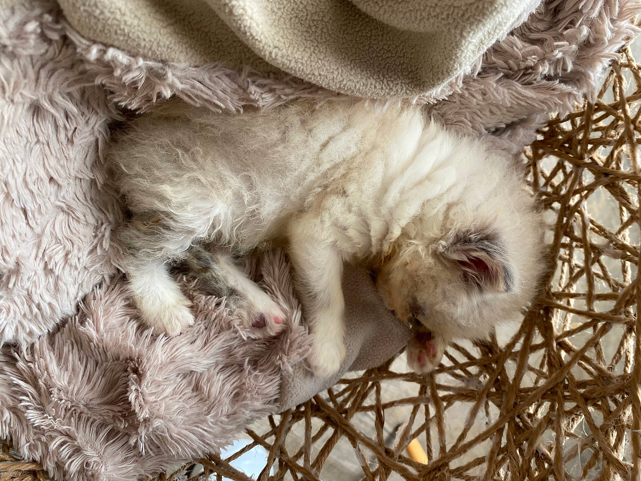 Aslo participe au concours pour gagner de l'argent avec cette photo : carnivore, claw, close_up, companion_dog, dog_breed, fawn, fur, livestock, pattern, paw, sheep, small_to_medium_sized_cats, snout, sporting_group, tail, terrestrial_animal, twig, whiskers, wool, working_animal