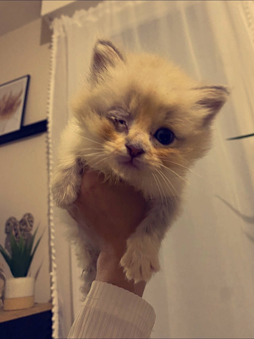 Aslo a rejoint le concours — aidez-le/la à gagner de superbes lots ! british_longhair, carnivore, cat, claw, comfort, eye, fawn, felidae, fur, houseplant, paw, persian, plant, small_to_medium_sized_cats, snout, tail, terrestrial_animal, whiskers