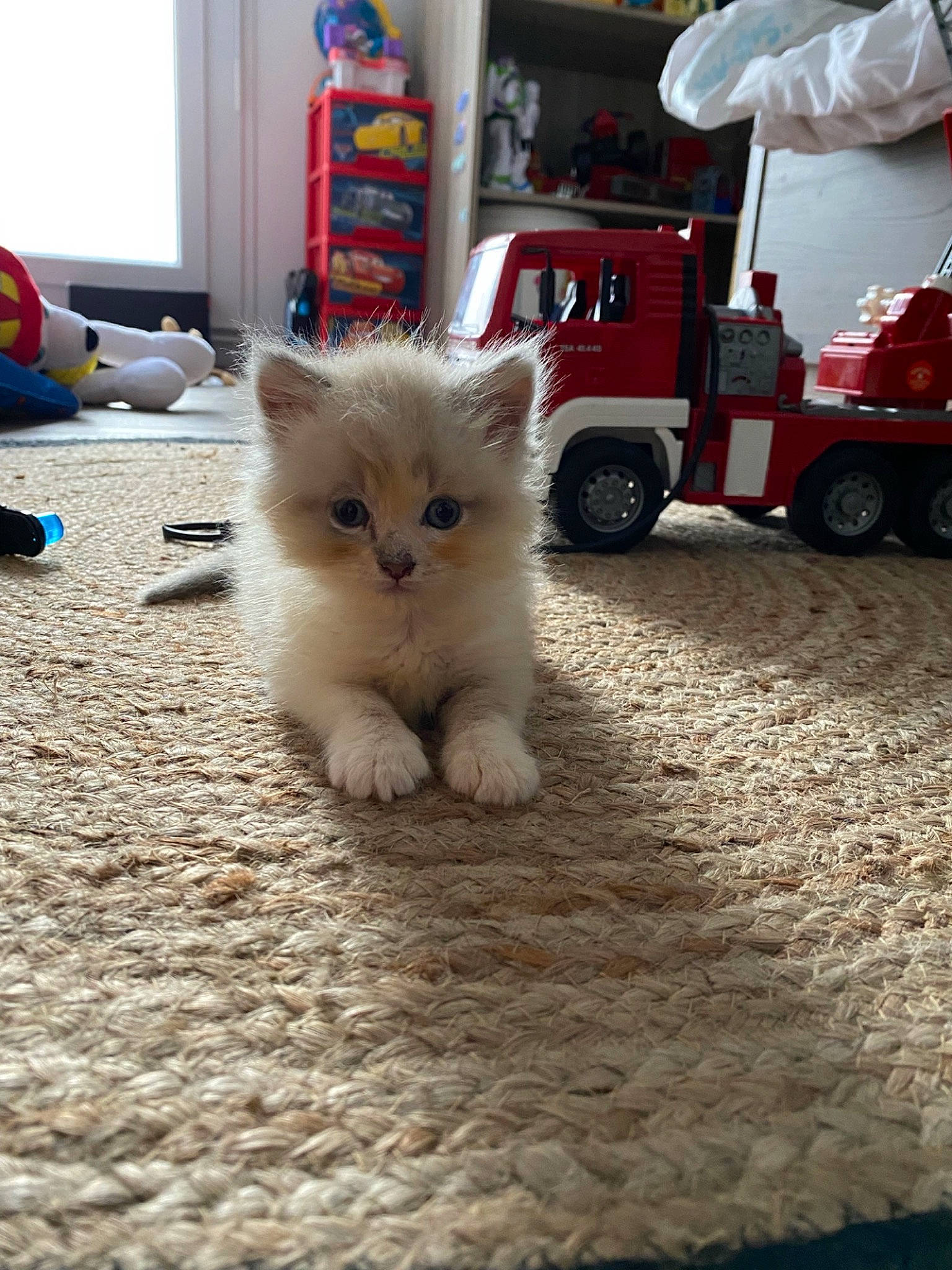 Aslo participe au concours pour gagner de l'argent avec cette photo : asphalt, automotive_tire, carnivore, cat, fawn, felidae, flooring, fur, motor_vehicle, paw, road_surface, small_to_medium_sized_cats, snout, tail, tire, truck, vehicle, wheel, whiskers, wood