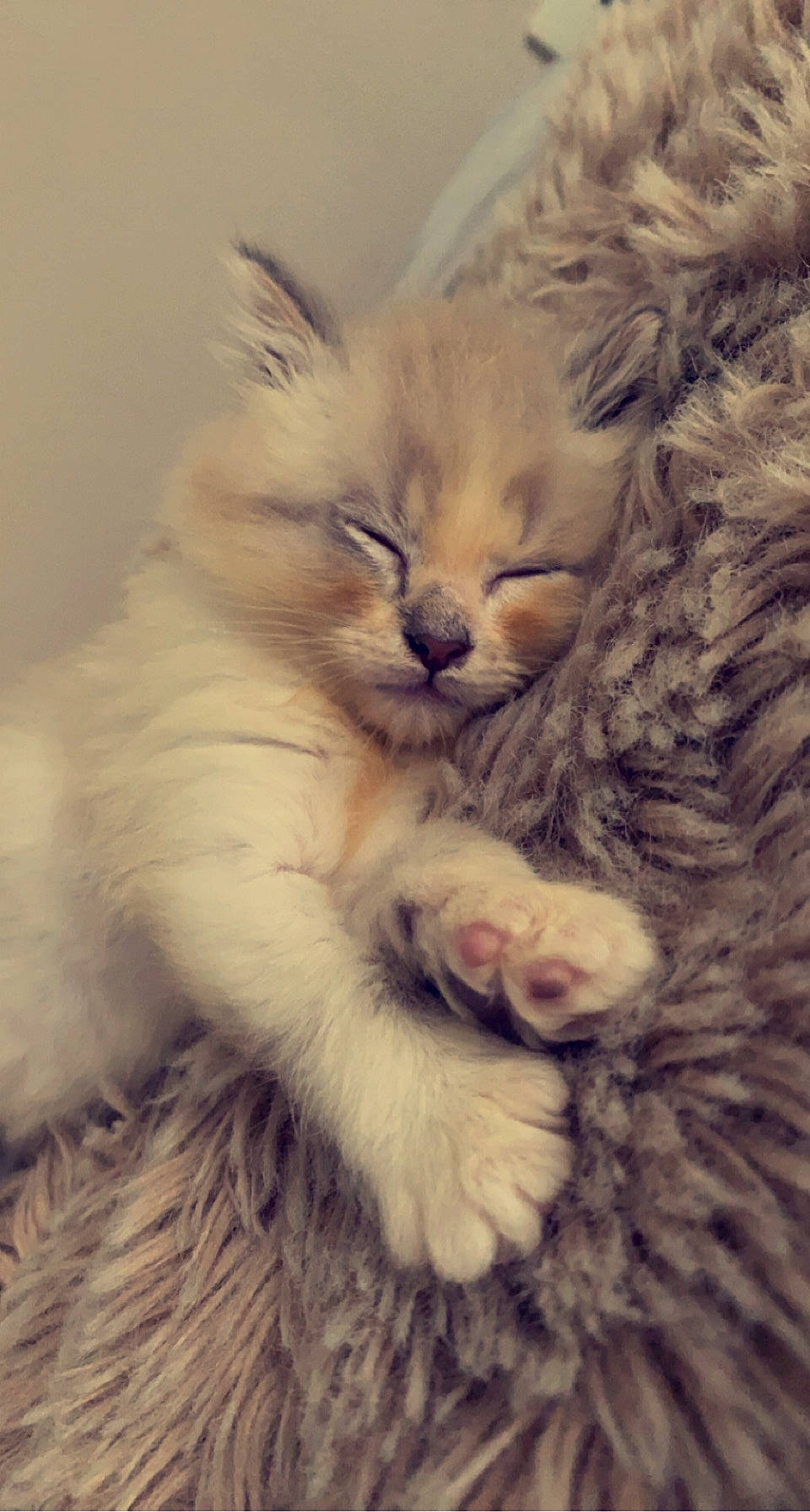 Aslo participe au concours pour gagner de l'argent avec cette photo : british_longhair, carnivore, cat, claw, comfort, domestic_short_haired_cat, ear, fawn, felidae, fur, gesture, nap, paw, plant, ragdoll, small_to_medium_sized_cats, snout, tail, terrestrial_animal, whiskers