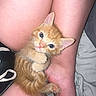 Kodak joined the competition — help win amazing prizes! kitten, orange_cat, pet, animal, legs, skin, cute, small, feline, indoor, closeup, looking_up, curious, cozy, resting, young, paw, fur, portrait, domestic_animal