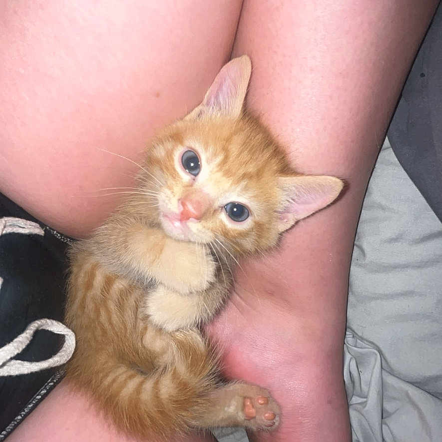 Kodak joined the competition — help win amazing prizes! kitten, orange_cat, pet, animal, legs, skin, cute, small, feline, indoor, closeup, looking_up, curious, cozy, resting, young, paw, fur, portrait, domestic_animal