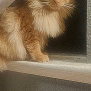 Kodak is registered to the contest to win money with this photo: cat, orange_cat, fluffy, windowsill, night, curious, pet, animal, indoor, window, fur, whiskers, ears, face, looking, phone_screenshot, icons, status_bar, screen, mobile