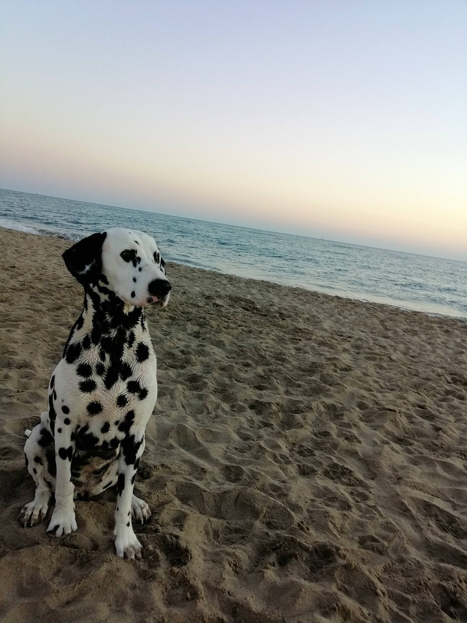 Lipsy a rejoint le concours — aidez-le/la à gagner de superbes lots ! beach, canidae, carnivore, companion_dog, dalmatian, dog, dog_breed, fawn, fun, horizon, landscape, non_sporting_group, ocean, sand, sky, snout, sporting_group, water, wind_wave, working_dog